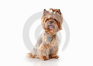 Dog. Yorkie puppy on white gradient background