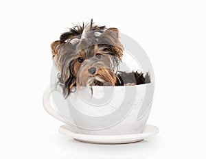 Dog. Yorkie puppy on white gradient background