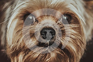 Dog Yorkshire Terrier close-up face