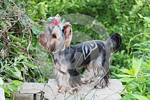 Dog yorkshire terrier. Dog Grooming Yorkshire Terrier