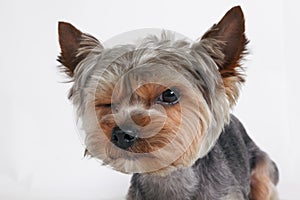 Dog Yorkshire Terrier funny winks. portrait