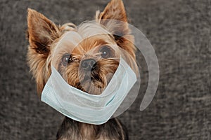 Dog Yorkshire Terrier in a medical mask. Coronavirus. Health protection