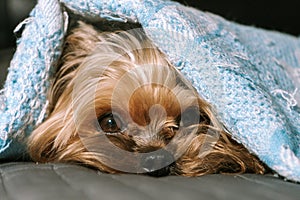 Dog yorkshire terrier under a blanket