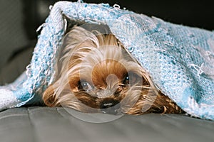 Dog yorkshire terrier under a blanket