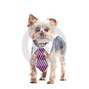 Dog, a yorkshire terrierin a tie and a white collar. Education,