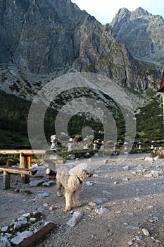 Dog on Zelene pleso chalet in High Tatras