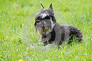 Dog of Zwergschnauzer