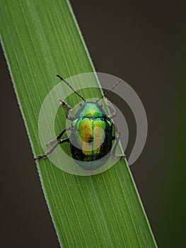Dogbane beetle
