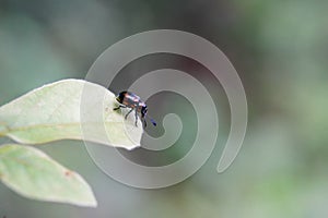 Dogbane beetle found in the forest.