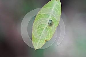 Dogbane beetle found in the forest