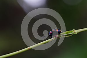 Dogbane beetle found in the forest