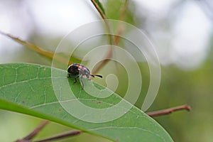 Dogbane beetle found in the forest