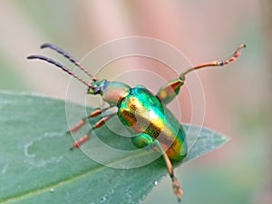 dogbane beetle on a green leaf