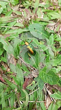 Dogbane beetle