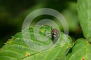 Dogbane Beetle Resting on a Leaf