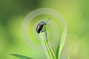 Dogbane Leaf Beetle