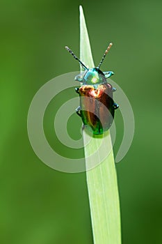 Dogbane Leaf Beetle - Chrysochus auratus