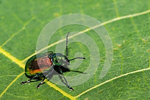 Dogbane Leaf Beetle - Chrysochus auratus