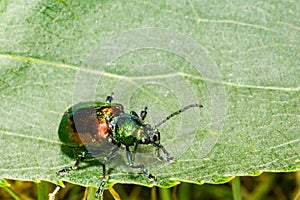 Dogbane Leaf Beetle - Chrysochus auratus