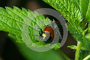 The dogbane leaf beetle Chrysochus auratus is an herbivorous beetle that feeds on dogbane plants. It has long antennae is a photo