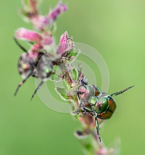 Dogbane Leaf Beetles Reproducing on a Flower photo