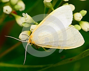 Dogbane Tiger Moth