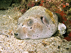 Dogface Pufferfish