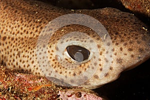 Dogfish - Bay of Brest, France