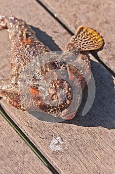 dogfish on the deck of a tropical pier