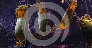 Dogfish Eggs, Shark Eggs in a Seawater Aquarium in France