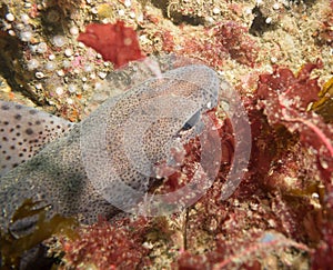 Dogfish hiding under a rock, atlantic ocean, Ireland