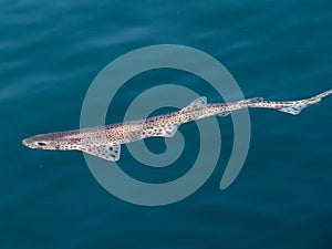 Dogfish scyliorhinus canicula on sea surface