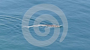 Dogfish scyliorhinus canicula on sea surface on day