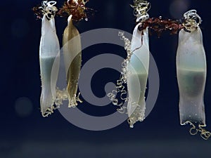 dogfish shark egg hanging on red gorgonia close up detail