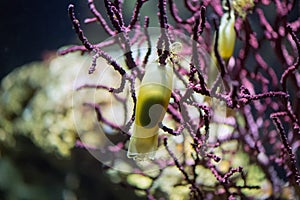 Dogfish shark eggs close up detail