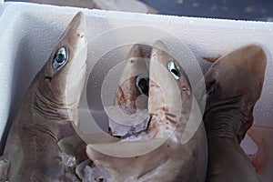 Dogfish shark for sale at the fish market