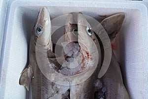 Dogfish shark for sale at the fish market