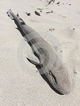 Dogfish washed up on the beach