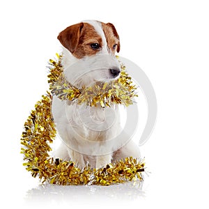 Doggie of breed a Jack Russell Terrier and Christmas tinsel