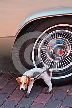 Doggie Statue and Car Tire