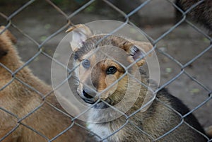 miserable sad doggies behind barbed wire