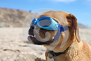 Doggles