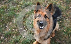 Doggo smile Doggo teeth Happy animal