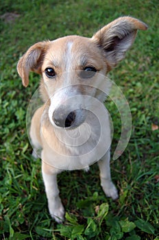 Doggy big ear photo