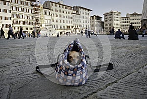 Doggy in dog bag