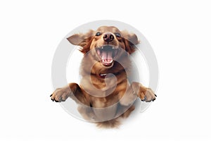 doggy dog pet purebred background young animal fly jump cute white. Generative AI. photo