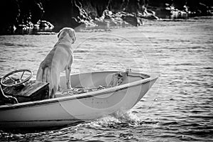 Doggy going for a boat ride