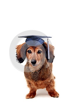 Doggy graduation