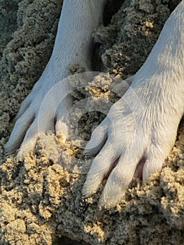Canino patas en arena 