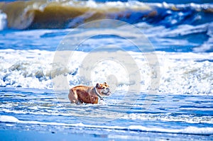 Doggy playing on the coast of south carolina